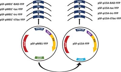 Impact of the Expression System on Recombinant Protein Production in Escherichia coli BL21